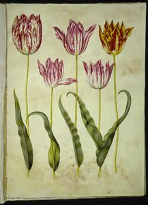 Tulipa gesneriana (tulipano da giardino) da Hans Simon Holtzbecker
