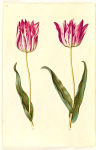 Tulipa gesneriana (tulipano da giardino) da Hans Simon Holtzbecker