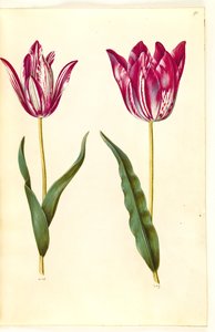 Tulipa gesneriana (tulipano)