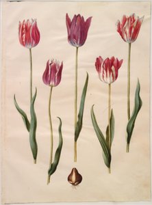 Tulipa gesneriana (tulipano da giardino) da Hans Simon Holtzbecker