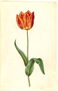Tulipa gesneriana (tulipano da giardino)