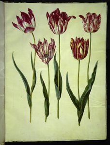 Tulipa gesneriana (tulipano da giardino) da Hans Simon Holtzbecker