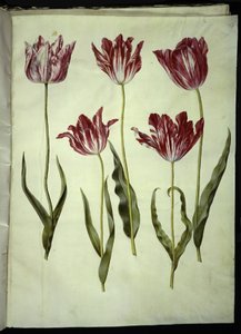 Tulipa gesneriana (tulipano da giardino) da Hans Simon Holtzbecker
