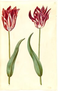 Tulipa gesneriana (tulipano da giardino) da Hans Simon Holtzbecker