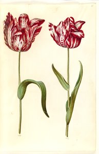 Tulipa gesneriana (tulipano da giardino) da Hans Simon Holtzbecker