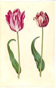 Tulipa gesneriana (tulipano da giardino) da Hans Simon Holtzbecker
