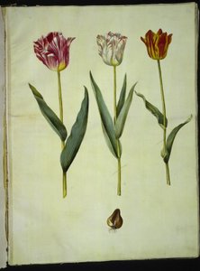 Tulipa gesneriana (tulipano da giardino) da Hans Simon Holtzbecker