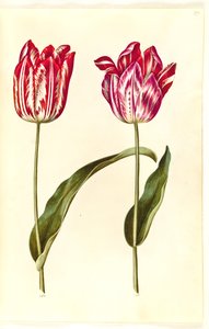 Tulipa gesneriana (tulipano da giardino) da Hans Simon Holtzbecker