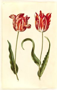 Tulipa gesneriana (tulipano da giardino) da Hans Simon Holtzbecker