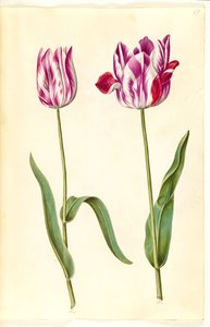 Tulipa gesneriana (tulipano da giardino) da Hans Simon Holtzbecker