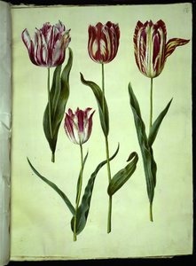 Tulipa gesneriana (tulipano da giardino) da Hans Simon Holtzbecker