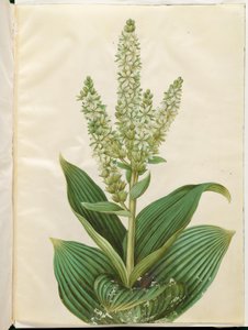 Veratrum album (foglia piegata bianca) da Hans Simon Holtzbecker