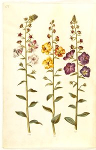 Verbascum blattaria (verbasco); Verbascum phoeniceum (verbasco purpureo) da Hans Simon Holtzbecker