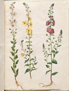 Verbascum blattaria; Verbascum phoeniceum da Hans Simon Holtzbecker
