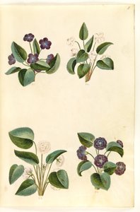 Viola odorata (violetta di marzo) da Hans Simon Holtzbecker