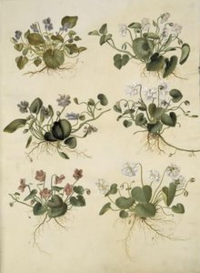 Viola odorata da Hans Simon Holtzbecker