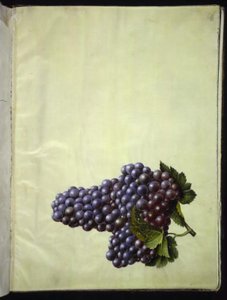 Vitis vinifera (vite comune)