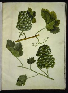 Vitis vinifera (vite comune) da Hans Simon Holtzbecker