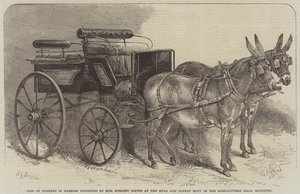 Coppia di Asini in Imbracatura esibiti da Miss Burdett Coutts alla Mostra di Mule e Asini nella Agricultural Hall, Islington