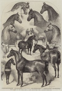 Cavalli premiati alla Mostra del Cavallo nella Agricultural Hall, Islington da Harden Sidney Melville