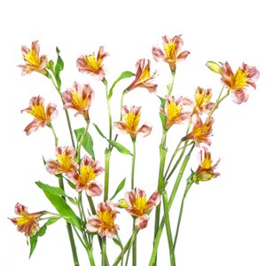 Bouquet di alstroemeria dai colori vivaci da Hardik Pandya