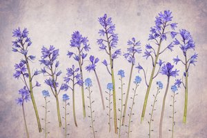 Giardino vintage delle campanule da Hardik Pandya