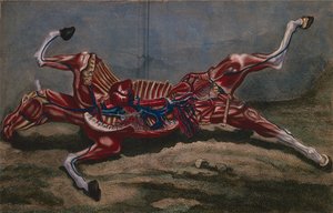 Anatomia di un cavallo, da 