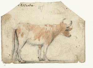 Mucca, vista di lato