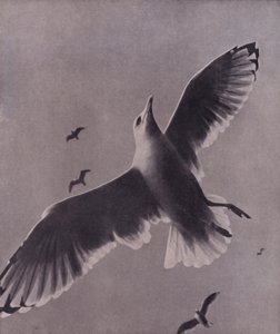 Veloce e alto-soaring, Meredith