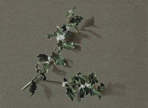 Ilex aquifolium L. Agrifoglio comune, c. 1870-1920 da Harold Drinkwater