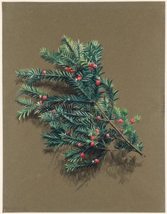 Taxus baccata L. Tasso, c1903 -1915 da Harold Drinkwater