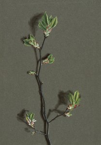 Ulmus glabra Huds Olmo di Wych da Harold Drinkwater