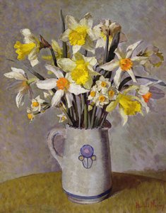 Narcisi