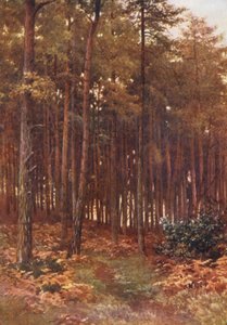 Le Profondità di un Bosco di Abeti, Ripley da Harold Sutton Palmer