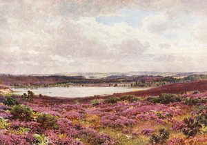 Il grande stagno, Frensham