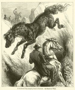 Un pony di Dartmoor che sfugge ai suoi inseguitori da Harrison William Weir