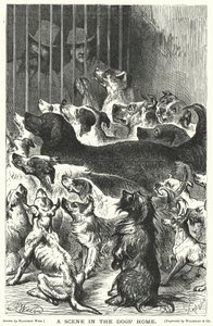 Una Scena nel Rifugio per Cani da Harrison William Weir