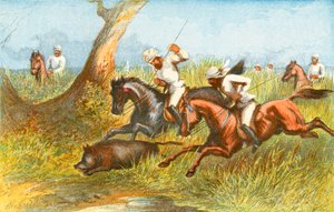 Cinghiale - 