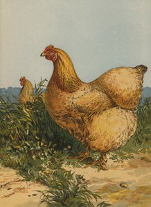 Gallina Cochin Buff da Harrison William Weir