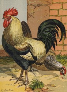 Dorking colorati da Harrison William Weir