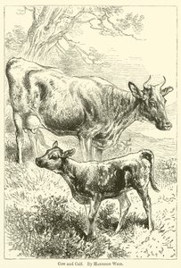 Mucca e vitello