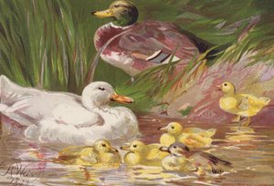 Anatre e anatroccoli da Harrison William Weir