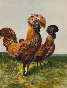 Polacco dorato maculato da Harrison William Weir
