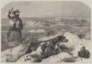 Caccia alla pernice