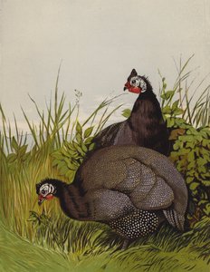 Faraone da Harrison William Weir