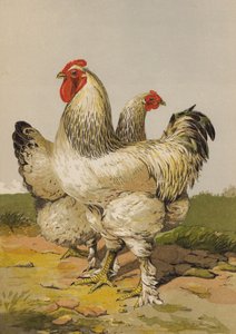 Brahmas Chiare da Harrison William Weir