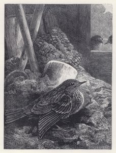 Piccolo pettirosso al sicuro da Harrison William Weir