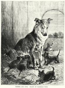 Madre e cuccioli da Harrison William Weir