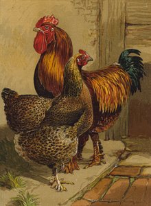 Cochin perniciato da Harrison William Weir