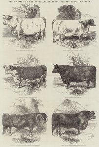 Bovini premiati alla mostra della Royal Agricultural Society a Exeter da Harrison William Weir